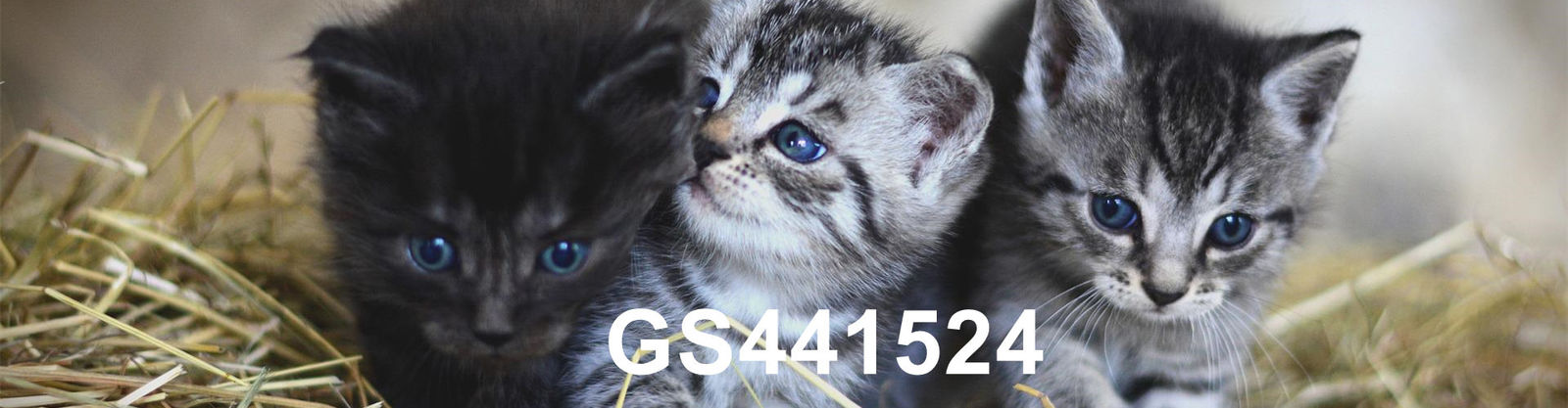 Qualität GS-441524 Fabrik